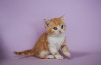 Девочка малышка. Шотландский прямоухий котёнок (скоттиш страйт), Киев