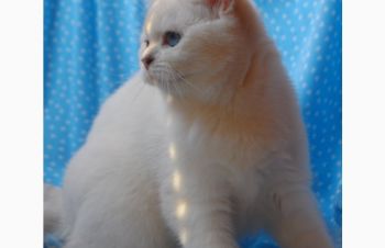 Британская серебристая шиншилла пойнт, Одесса