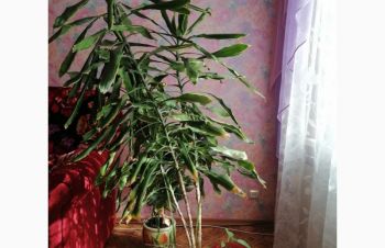 Продам красивый цветок Драцена, Каменское