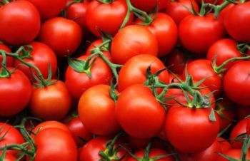 Продам помидоры из Египта экспорт, купить оптом доставка, Киев