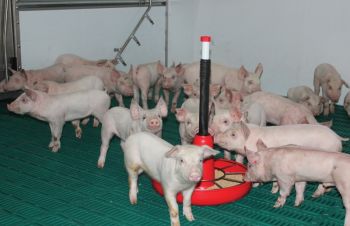 Продаж малих свиней, Белая Церковь