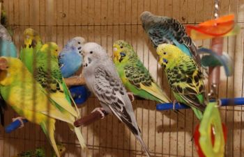 Яркие попугайчики для разговора. Попугай Выставочный чех, Киев