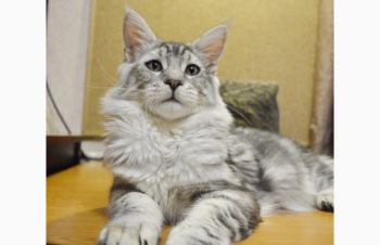 Именитый питомник Bartalameo*UA (Украина, г.Киев) предлагает котят породы мейн кун