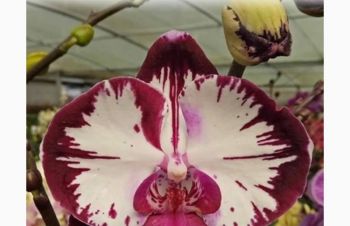 Орхидея фаленопсис ароматный сорт, Днепр