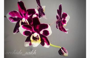 Орхидея фаленопсис Коровка, Каменское
