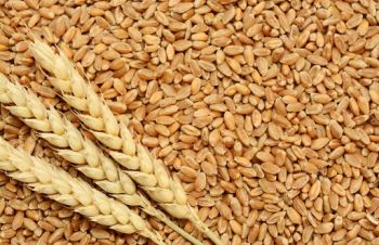 Куплю відходи пшениці, кукурудзи, соняшника по всім областям Україні, Васильков