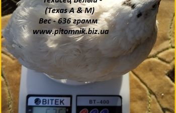 Инкубационные яйца перепела Техасец утяжеленный  - супер бройлер (USA).