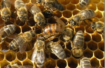 Продам пчелосемьи, Купянск