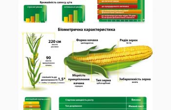 Семена кукуруза ДМС ГРОНО (ФАО 260) MAIS бесплатная доставка от 10 п.о. по Украине, Винница