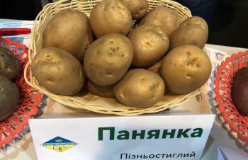 Семенной картофель, Чернигов
