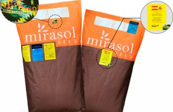 Семена подсолнечника СИРОККО OR 7 (MIRASOL SEED) стойкие к заразихе A-G 108 дн. ИСПАНИЯ, Винница