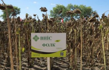 Насіння соняшника (посівний матеріал) Фолк від виробника ВНІС. Високоврожайний гібрид, Киев