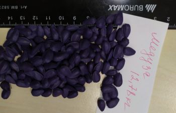 Семена подсолнечника Медуза максимальная защита от заразихи 7+рас, Днепр