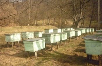 Бджолопакети карпатки з Мукачева