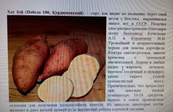 Батат оранжевых сортов рассада и клубни маточные 15 грн, Чернигов