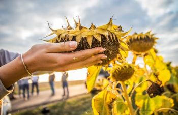 Насіння соняшнику під ЄвроЛайтнінг ЕКВАТОР. Урожайний гібрид 42ц, Киев