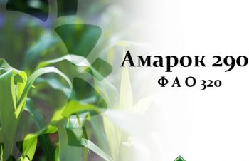 Насіння кукурудзи Амарок 290 (ФАО 320), Новоархангельск
