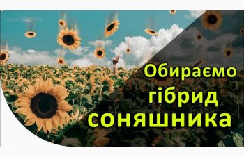 Насіння Соняшника на Посів 2022 | Купуйте Вигідно У Нас, Киев