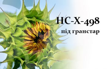 Продам семена подсолнуха, гибрид HC X 8003 OR, Винница