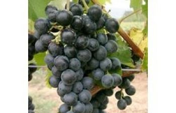 Винные привитые сорта винограда, Днепр