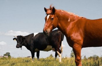 Купую конів, корів, биків. Дорого, Хмельницкий