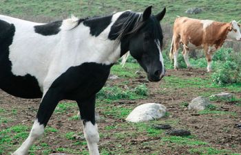Закуплю коней коров биків, Житомир