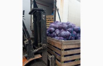 Продам синию капусту от поставщика с 5 тонн, Днепр