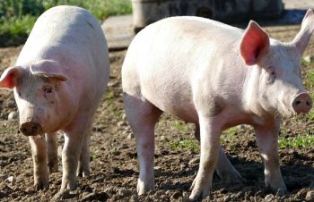 Реализация товарных свиней, свиноматок и поросят, Кропивницкий
