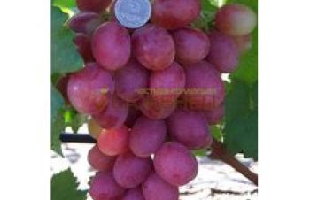 Самые крупные привитые сорта винограда, Днепр