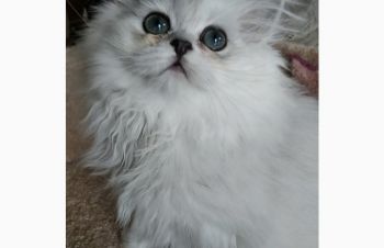 Персидская шиншилла. Persian silver shaded, Днепр