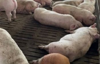 Продаж свиней живою вагою (вага 120-130 кг), Винница