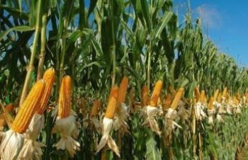 Семена кукурузы Даниил, ФАО &mdash; 280, Синельниково