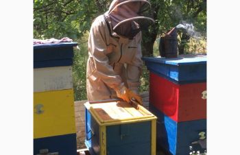 Продам пчелосемьи с матками, Харьков