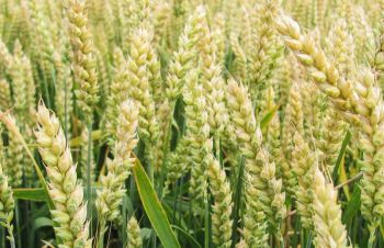 Семена озимой пшеницы Журавка Одесская, Синельниково