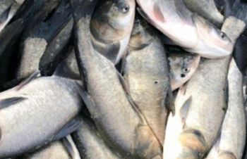 Продам свежую рыбу карп толстолоб, Харьков