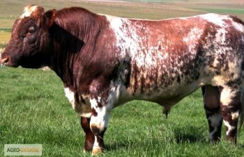 КУПЛЮ : бык, корова, телка, от 180кг-600.кг лошадь, Харьков