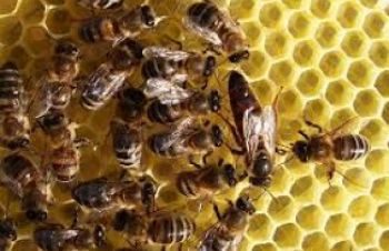 Бджолопакети, Коломыя