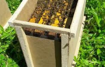 Продам бджолопакети, Снятын