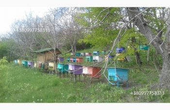 Продам бджолопакети карпатської породи на даданівських рамках, Черновцы