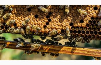 Продам пчелосемьи украинской степной и итальянской породы, Красноград