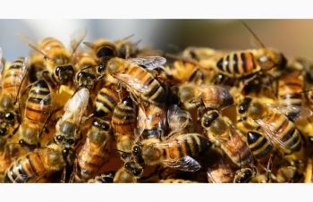 Продам пчелопакеты украинской степной и итальянской породы, Красноград