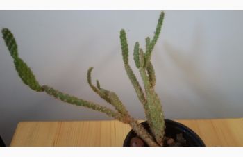 Opuntia microdasis v. Rufida, Днепр