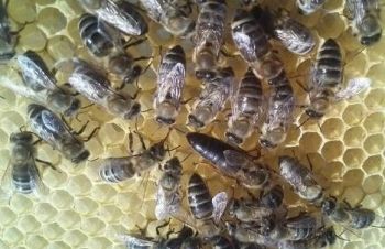 Бджоломатки Карпатка, Мукачево