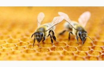 Продаются пчелосемьи, недорого. Продам бджіл недорого. Без вуликів, лише бджоли, Киев