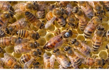 Бакфаст, Карника, Карпатка отводки пчел, пчелопакеты, мед, Радехов