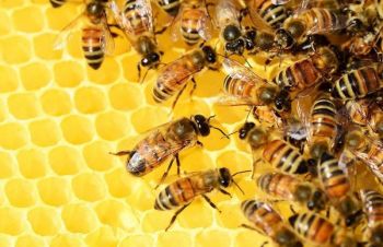 Продаются пчелосемьи, недорого, Вышгород