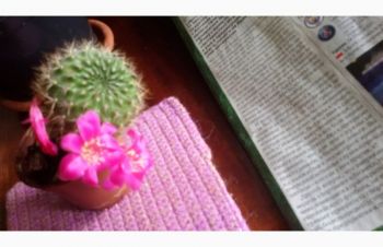 Rebutia violaciflora, Днепр