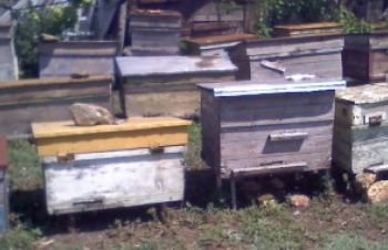 Срочно продам крепкие семьи пчёл, Одесса