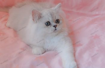 Персидская шиншилла, Одесса