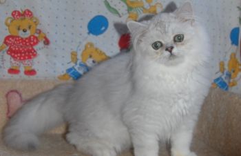Персидская серебристая шиншилла, Одесса